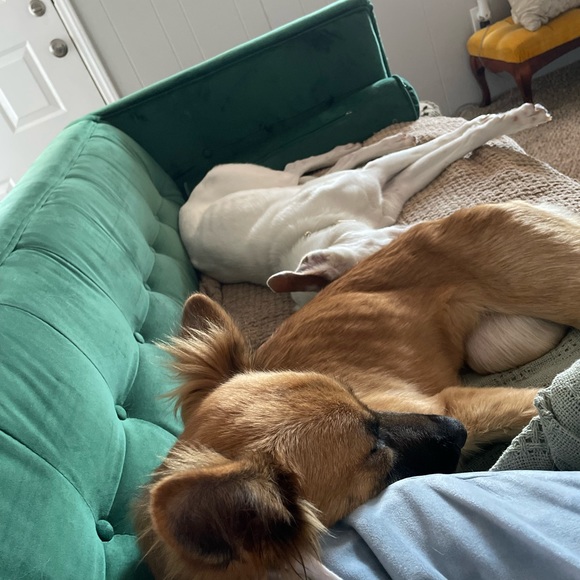 Meet your Posher, Destinee - Picture 2 of 5